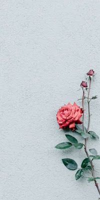 Detail Gambar Wallpaper Bunga Rose Nomer 4