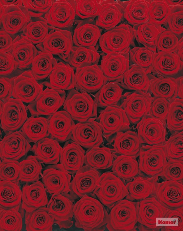 Detail Gambar Wallpaper Bunga Rose Nomer 46