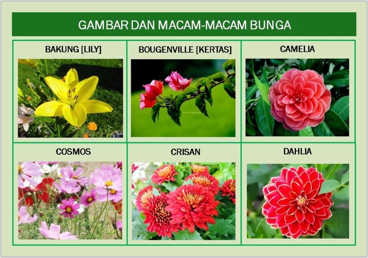 Gambar Wallpaper Bunga Setan - KibrisPDR