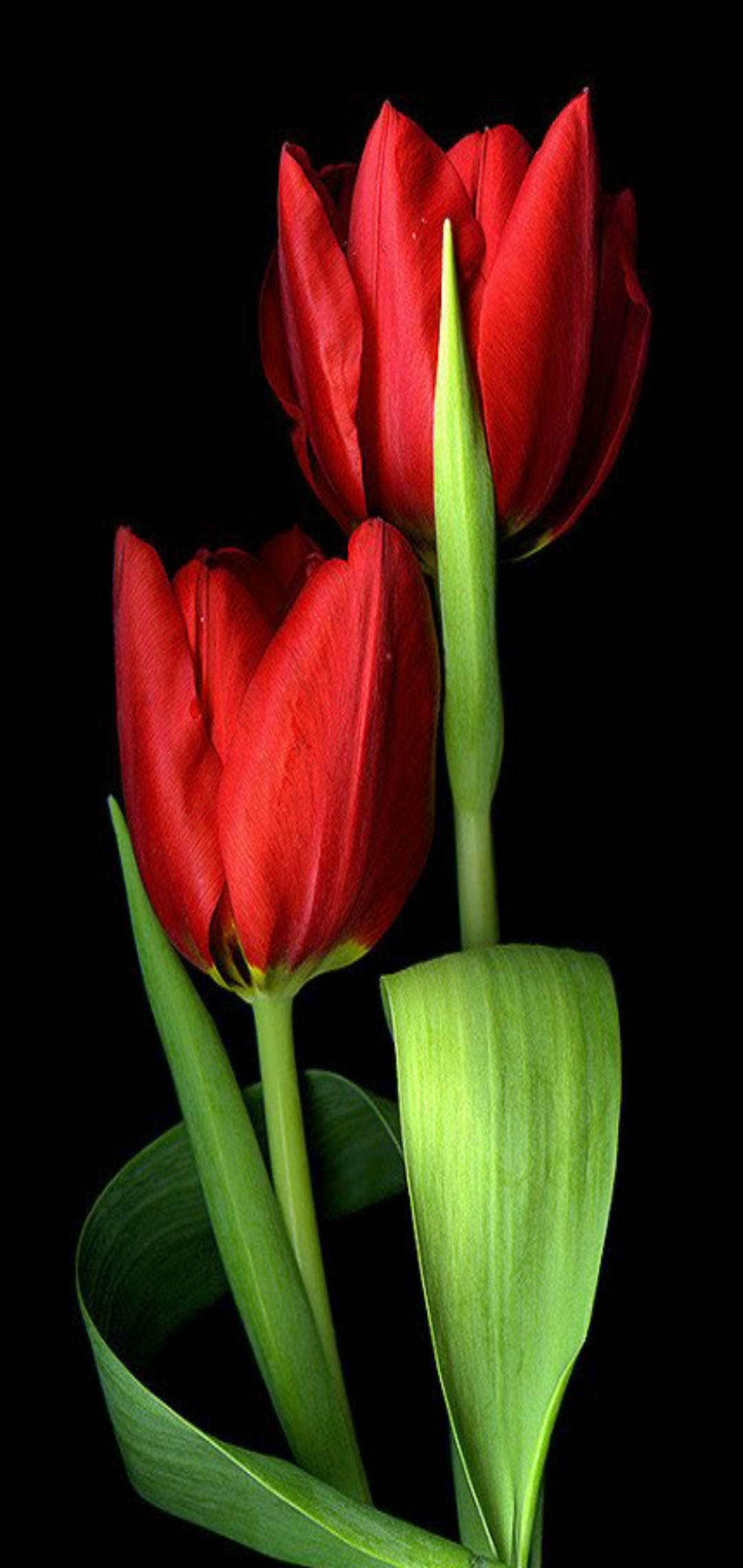 Download Gambar Wallpaper Bunga Tulip Nomer 21