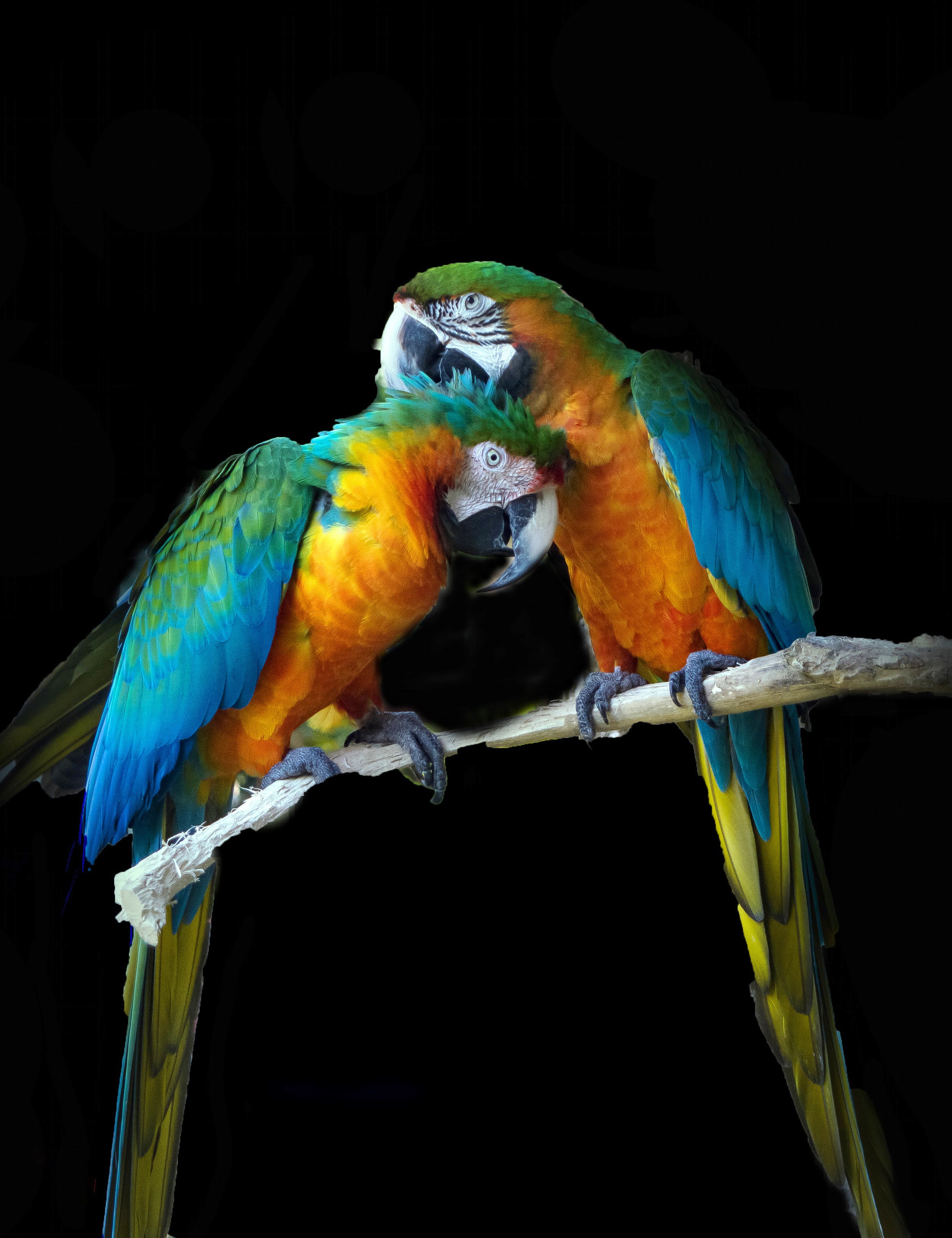 Gambar Wallpaper Burung - KibrisPDR