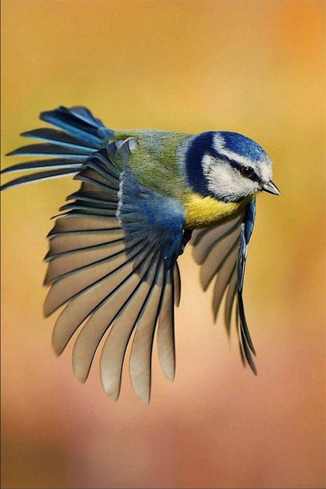 Download Gambar Wallpaper Burung Nomer 11