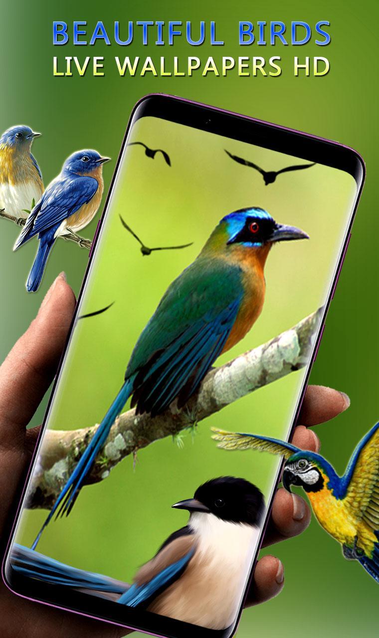 Download Gambar Wallpaper Burung Nomer 56