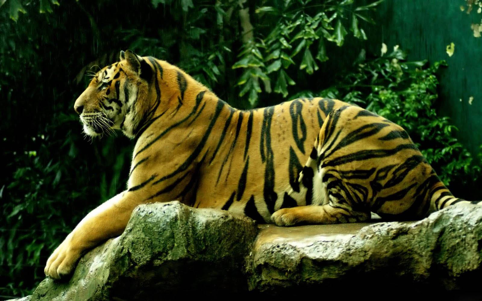 Detail Gambar Wallpaper Harimau Nomer 28