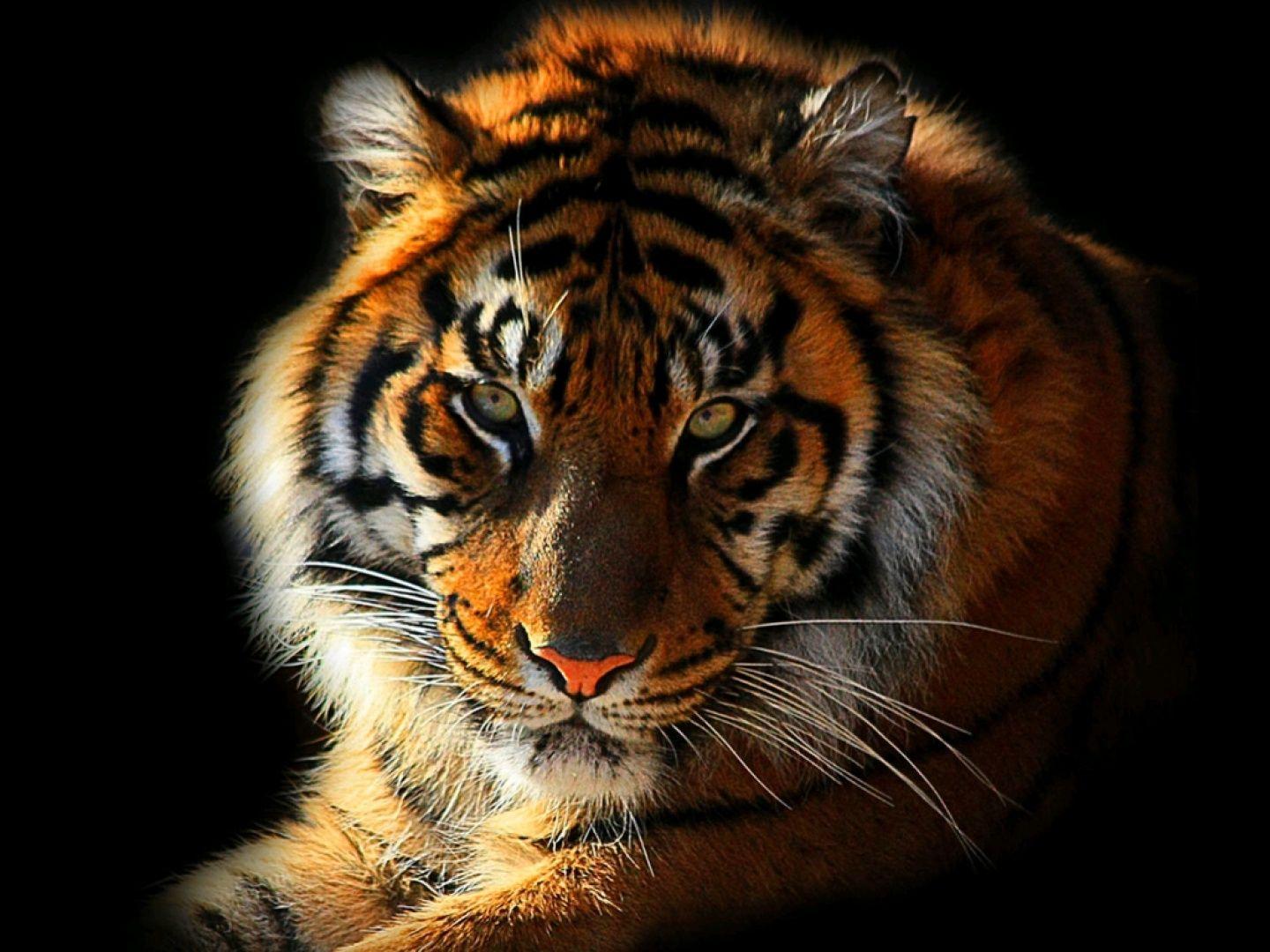 Detail Gambar Wallpaper Harimau Nomer 5