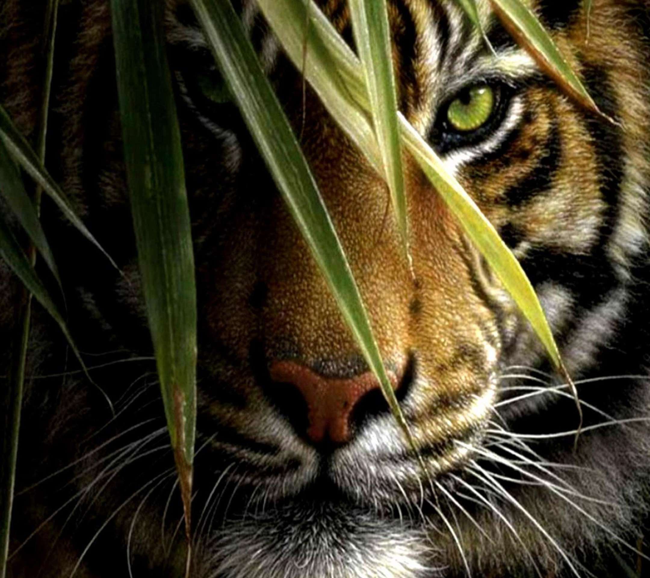 Detail Gambar Wallpaper Harimau Nomer 56