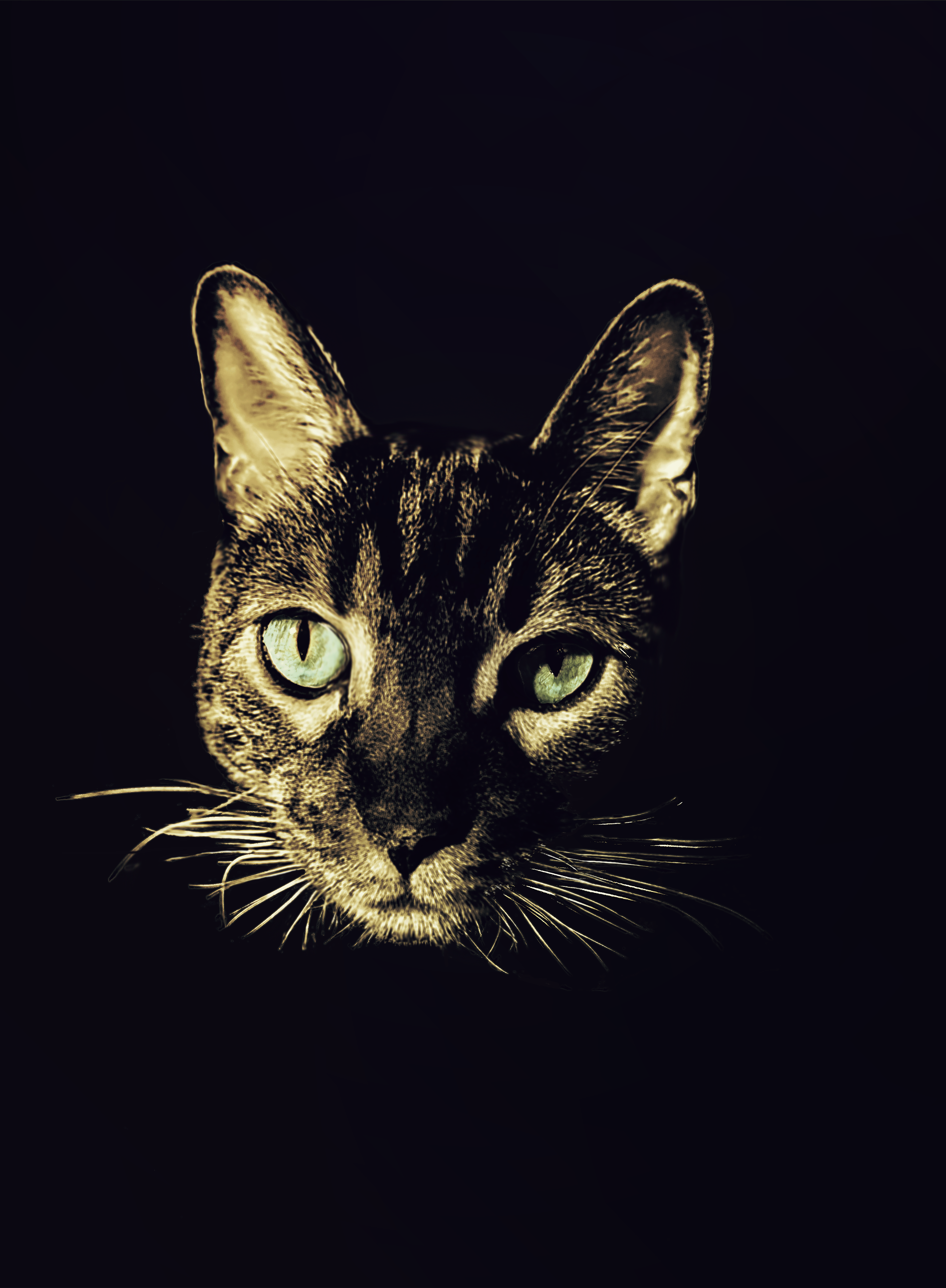 Detail Gambar Wallpaper Kucing Nomer 28