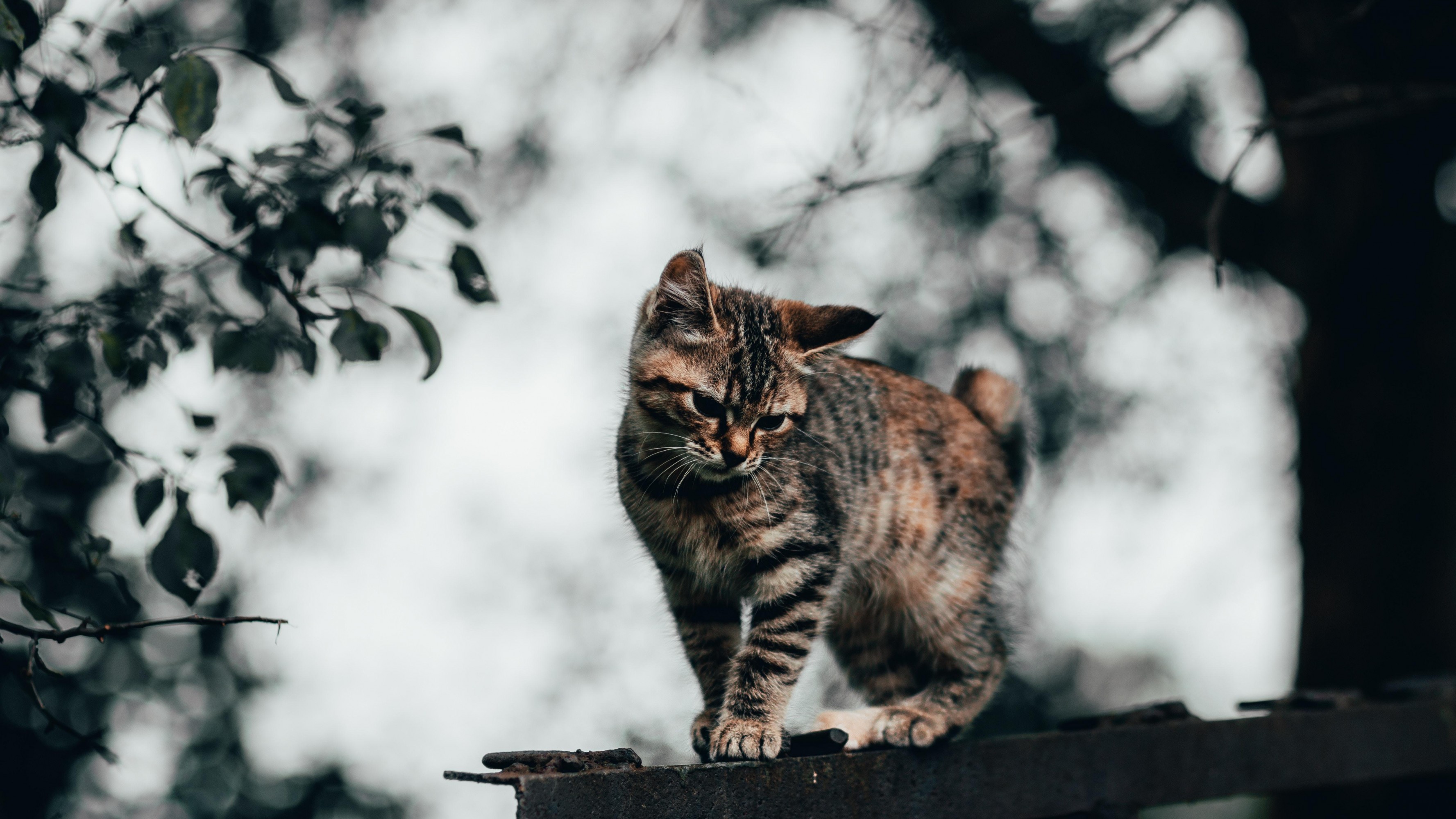 Detail Gambar Wallpaper Kucing Lucu Nomer 54