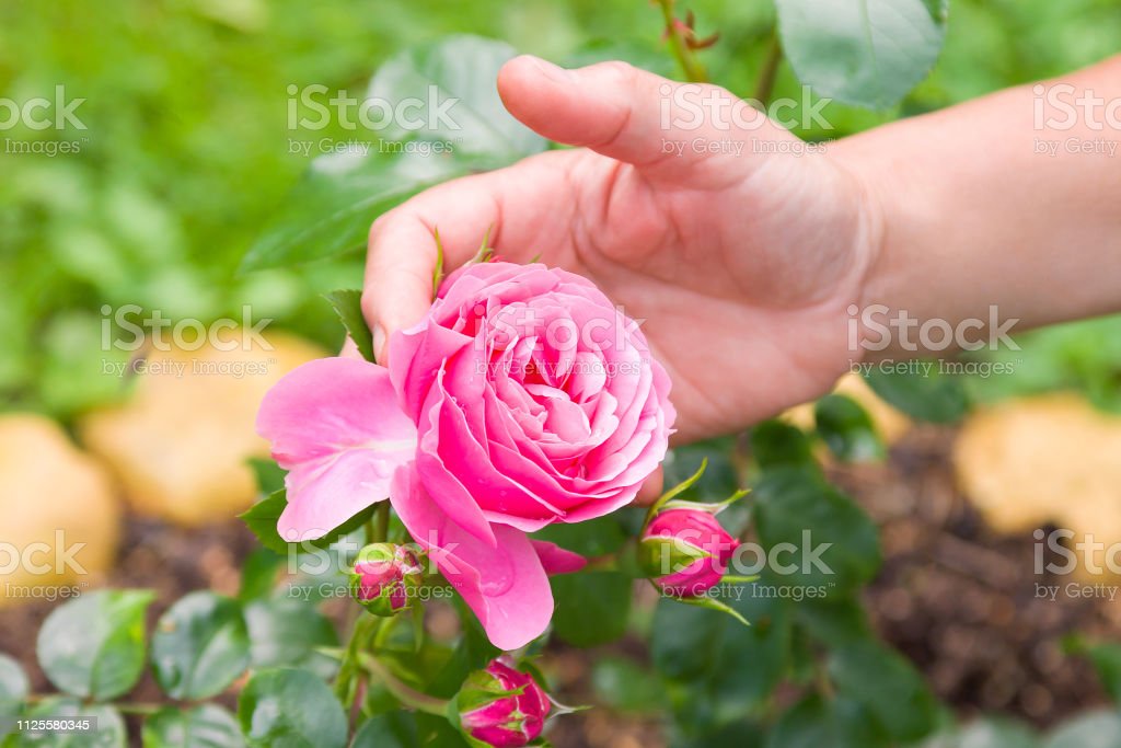 Detail Gambar Wanita Dan Bunga Mawar Nomer 33