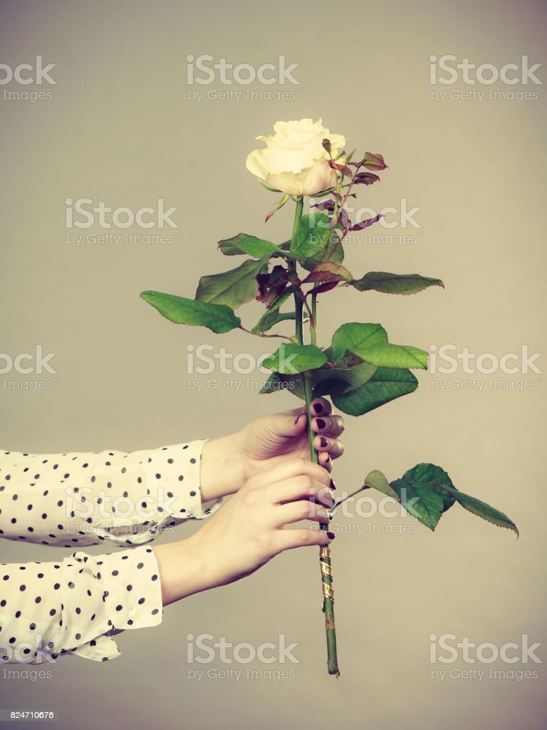 Detail Gambar Wanita Dan Bunga Mawar Nomer 40