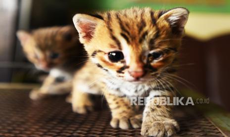 Detail Gambar Wanita Diantara Dua Kucing Nomer 12