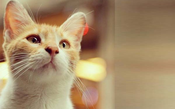 Detail Gambar Wanita Diantara Dua Kucing Nomer 33