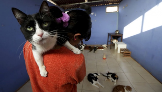 Detail Gambar Wanita Diantara Kucing Nomer 22