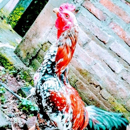 Detail Gambar Warna Ayam Nomer 43