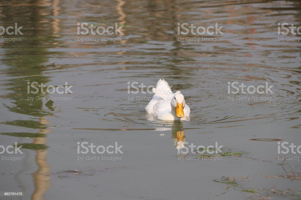 Detail Gambar Warna Bebek Nomer 38