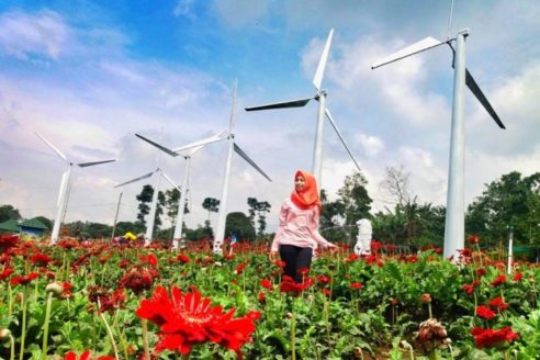 Detail Gambar Wisata Taman Bunga Celosia Semarang Nomer 41