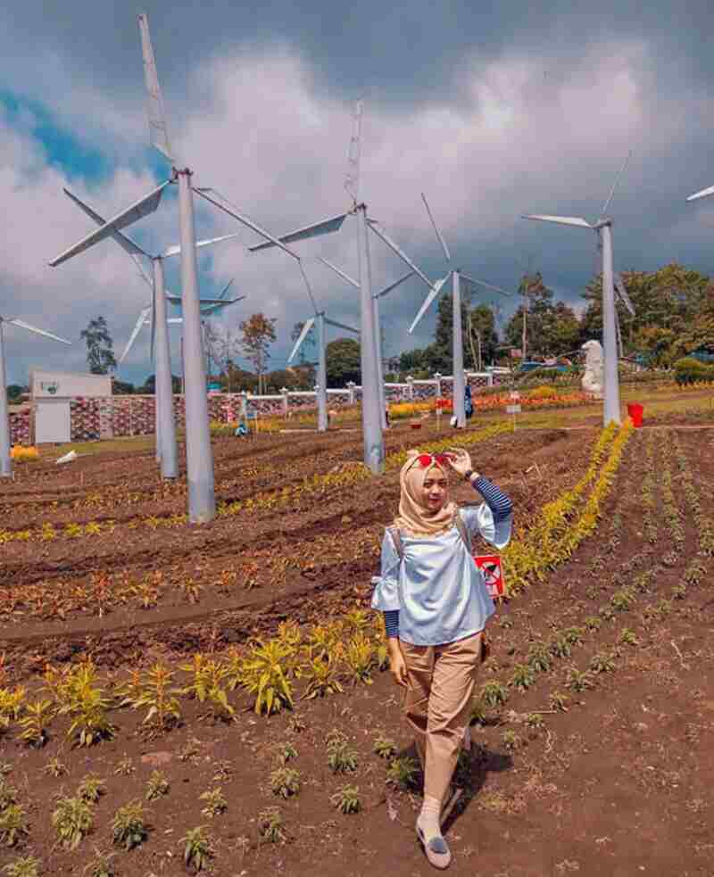 Detail Gambar Wisata Taman Bunga Celosia Semarang Nomer 47