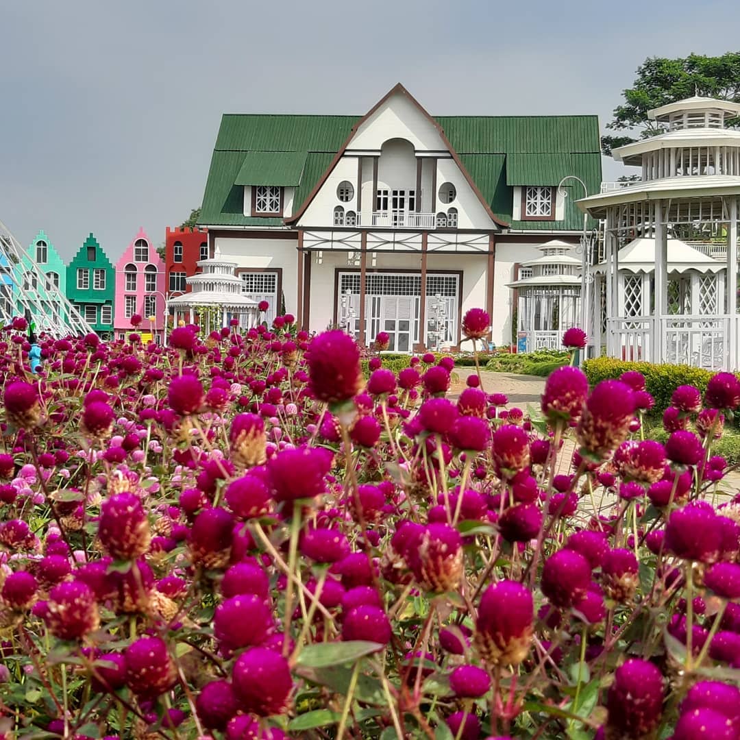 Detail Gambar Wisata Taman Bunga Celosia Semarang Nomer 53