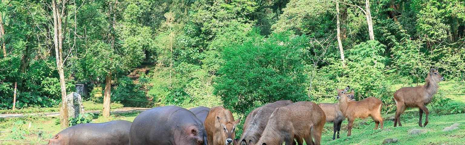 Detail Gambar Wisata Taman Safari Nomer 46