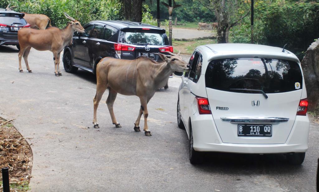 Detail Gambar Wisata Taman Safari Nomer 48