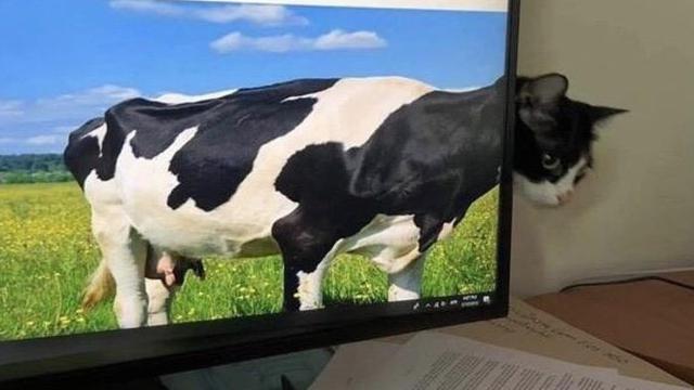 Detail Gambar Yang Dapat Menipu Mata Nomer 5