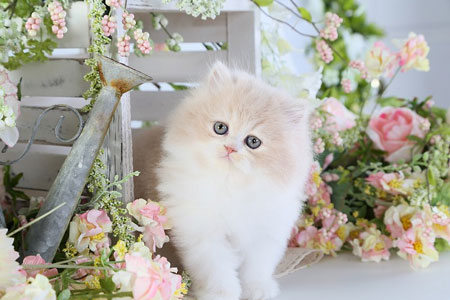 Detail Gambar Yang Lucu Dan Imut Nomer 17