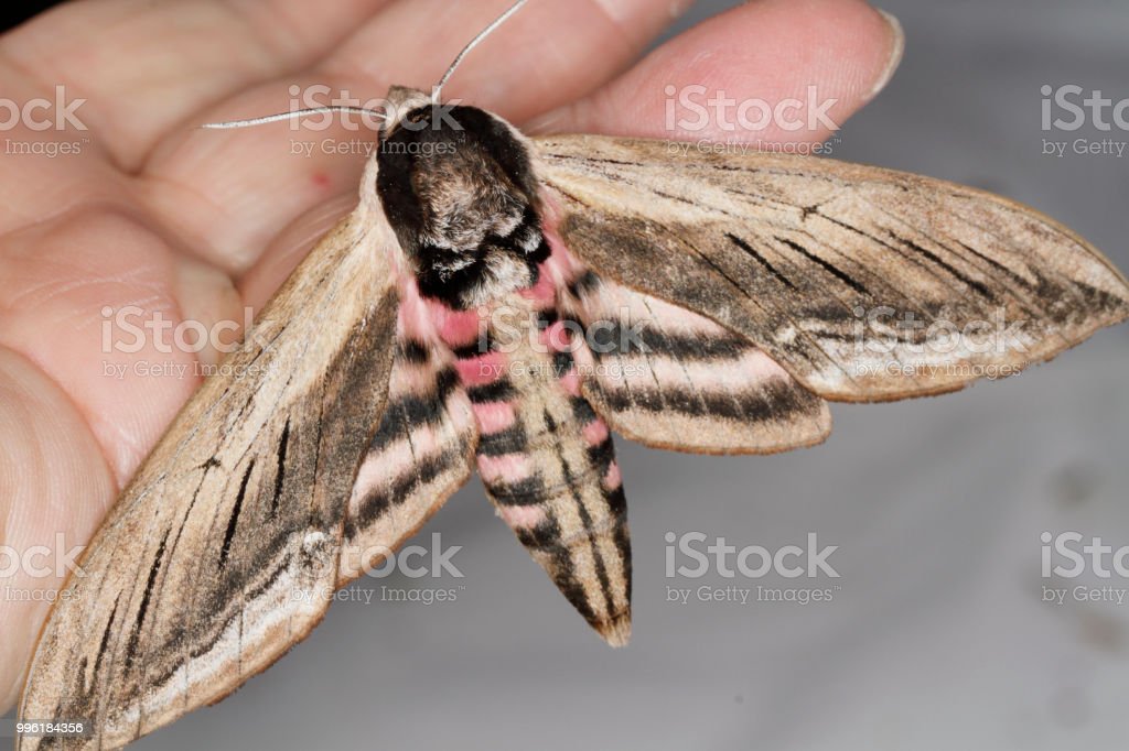 Detail Gambar Yang Terkait Moth Nomer 11