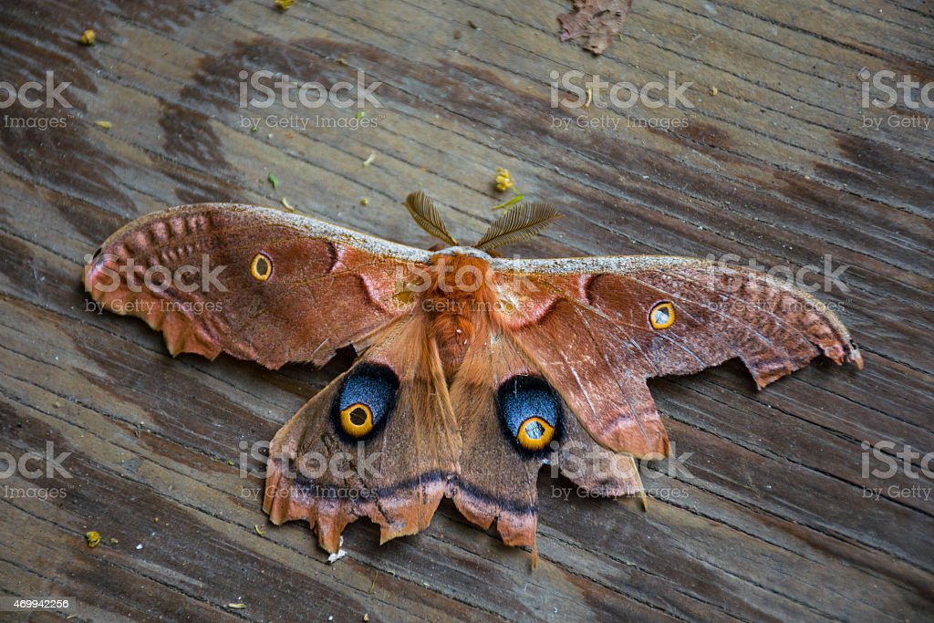 Detail Gambar Yang Terkait Moth Nomer 16