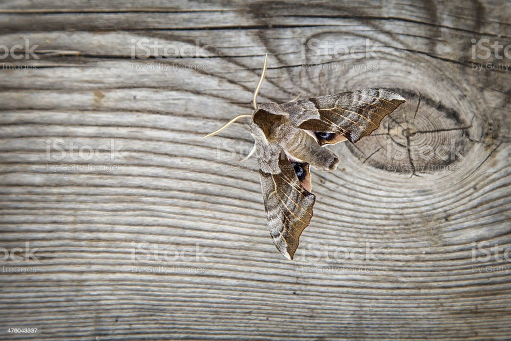 Detail Gambar Yang Terkait Moth Nomer 17