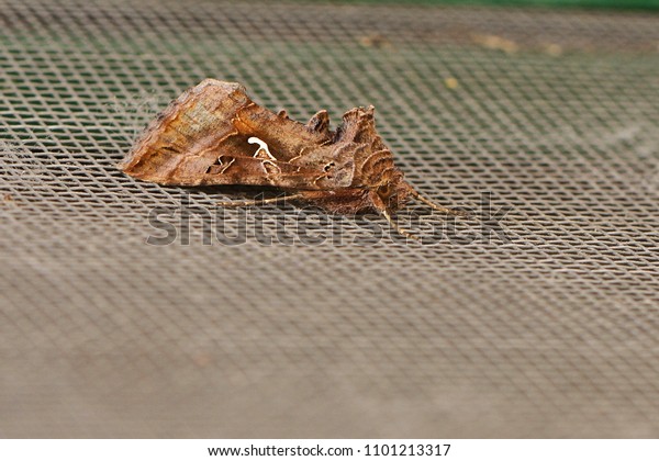 Detail Gambar Yang Terkait Moth Nomer 18