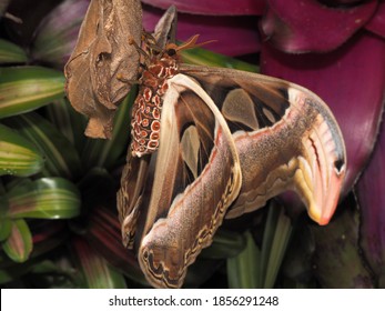 Detail Gambar Yang Terkait Moth Nomer 19