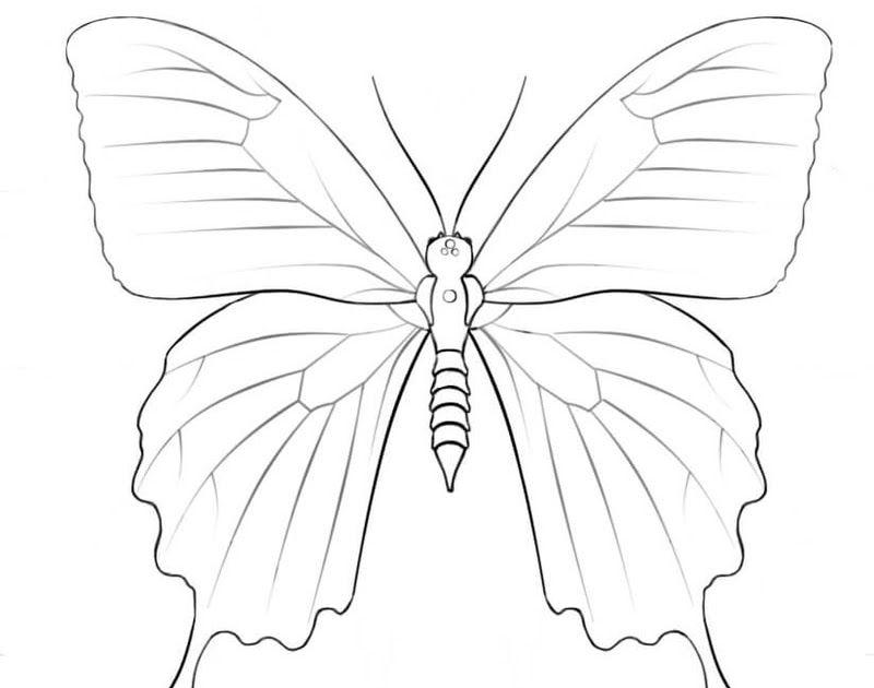 Detail Gambar Yang Terkait Moth Nomer 3