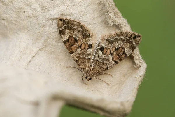 Detail Gambar Yang Terkait Moth Nomer 21