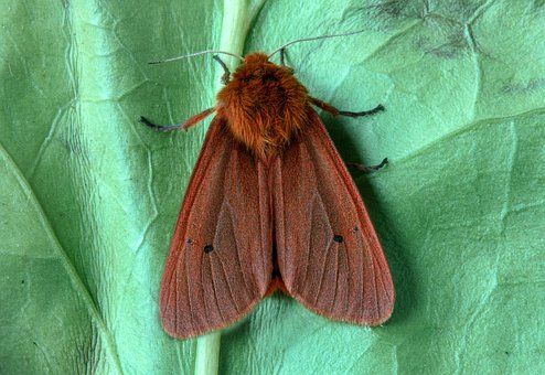 Detail Gambar Yang Terkait Moth Nomer 38