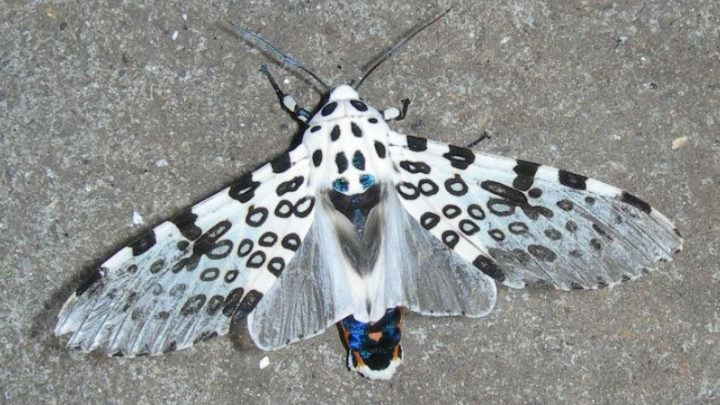 Detail Gambar Yang Terkait Moth Nomer 50