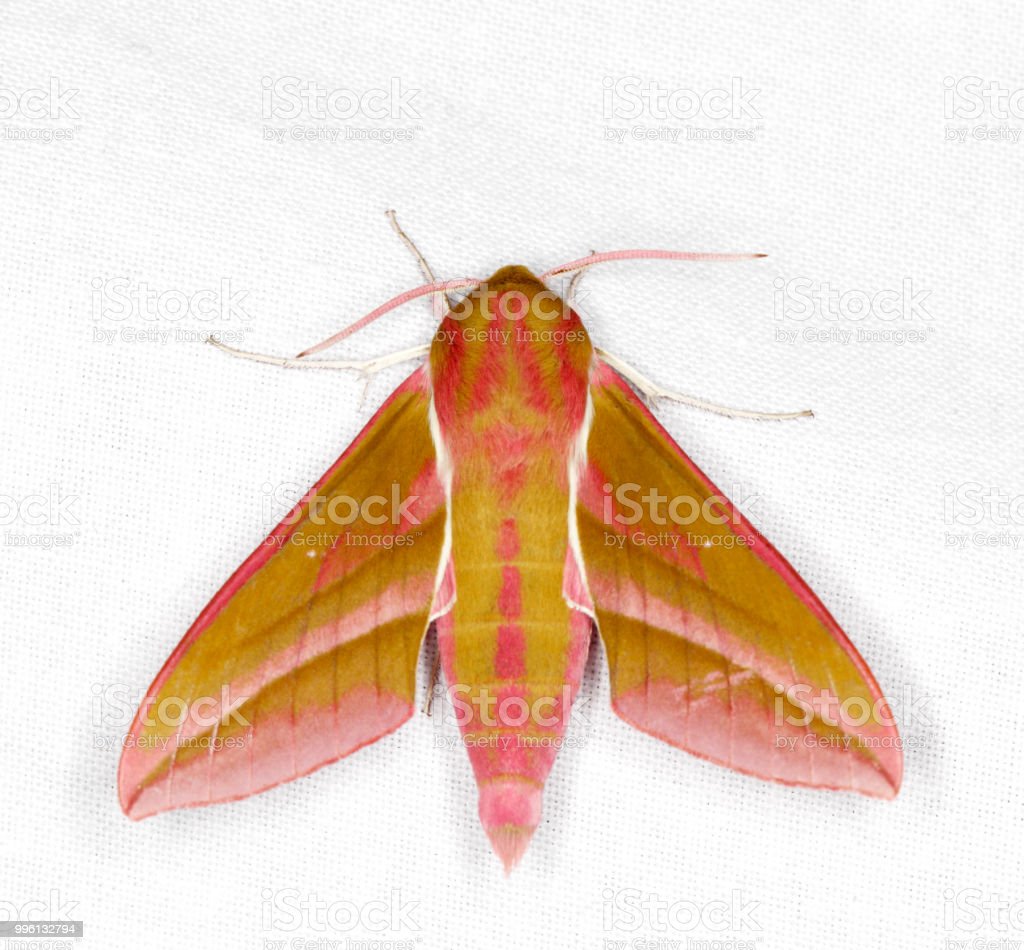 Detail Gambar Yang Terkait Moth Nomer 6