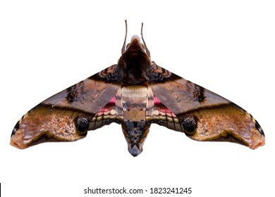 Detail Gambar Yang Terkait Moth Nomer 8