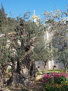 Detail Gambar Yohanes Di Taman Getsemani Nomer 35
