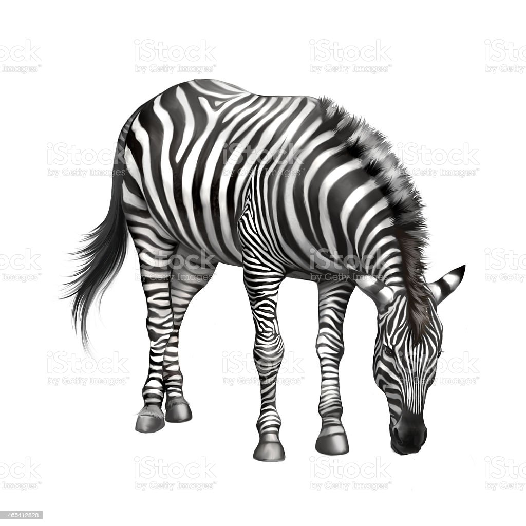 Gambar Zebra Makan Rumput Hitam Putih - KibrisPDR