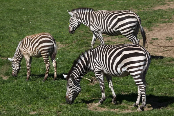 Detail Gambar Zebra Makan Rumput Hitam Putih Nomer 11