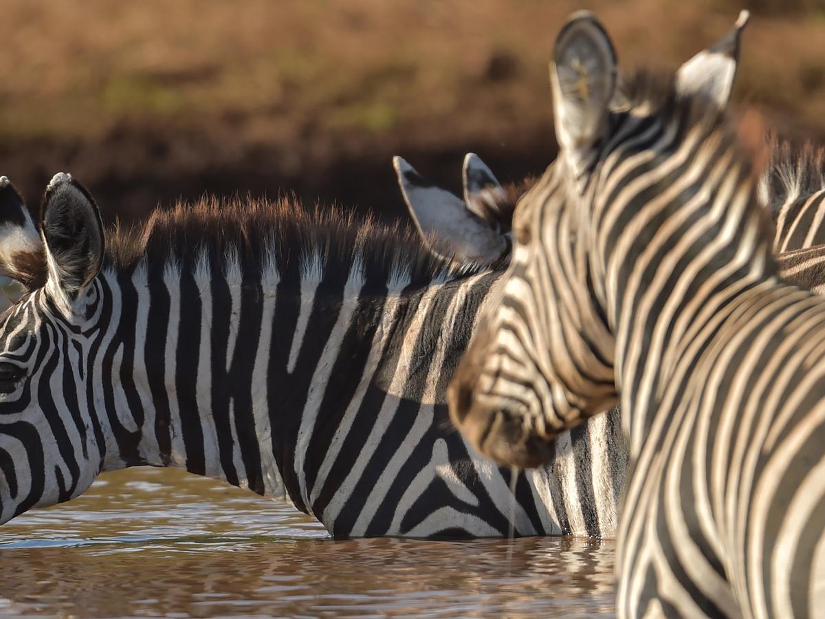 Detail Gambar Zebra Makan Rumput Hitam Putih Nomer 14