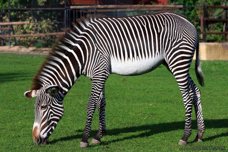 Detail Gambar Zebra Makan Rumput Hitam Putih Nomer 17