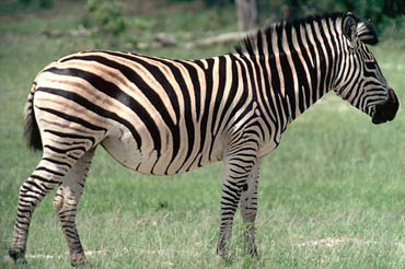 Detail Gambar Zebra Makan Rumput Hitam Putih Nomer 19