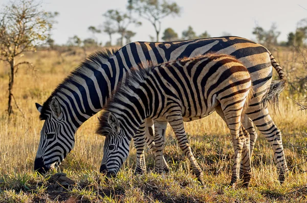 Detail Gambar Zebra Makan Rumput Hitam Putih Nomer 20