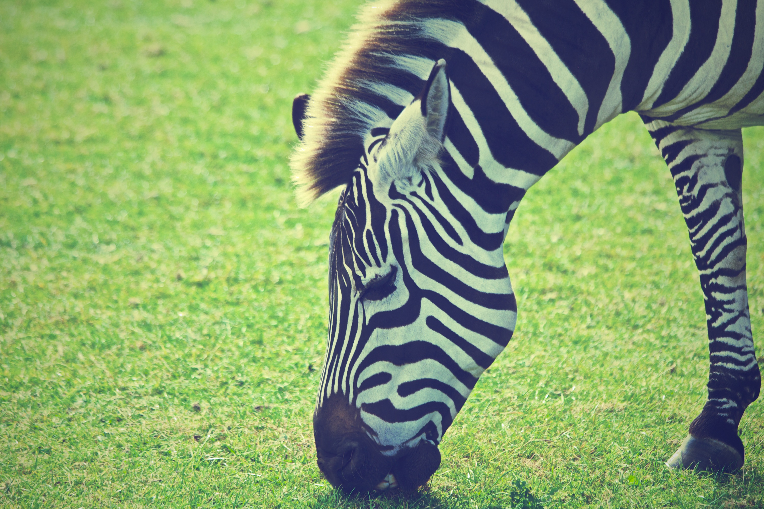 Detail Gambar Zebra Makan Rumput Hitam Putih Nomer 25