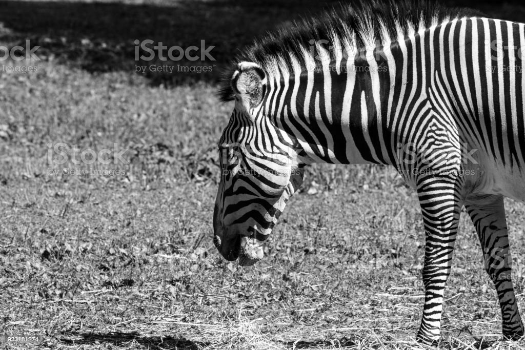 Detail Gambar Zebra Makan Rumput Hitam Putih Nomer 4
