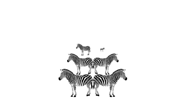 Detail Gambar Zebra Makan Rumput Hitam Putih Nomer 29