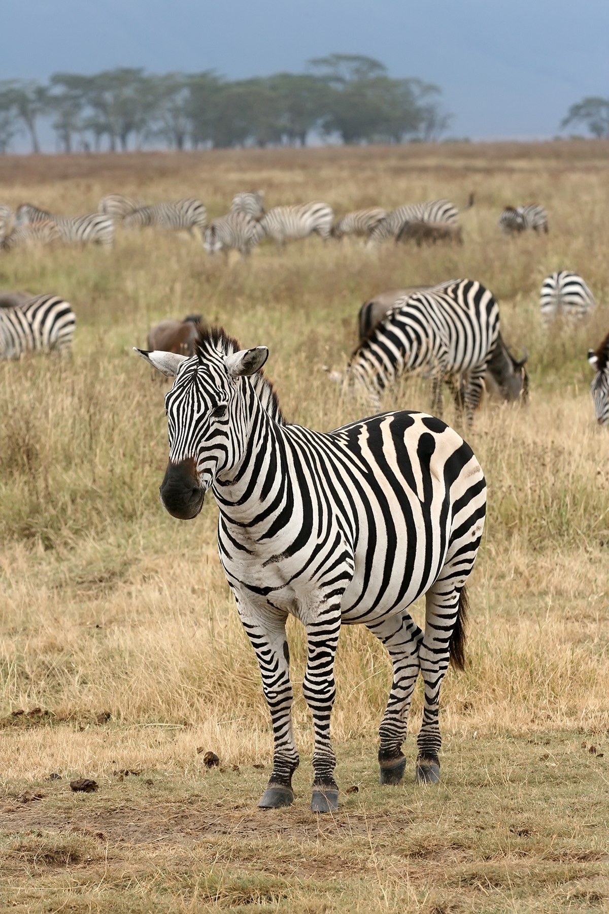 Detail Gambar Zebra Makan Rumput Hitam Putih Nomer 31