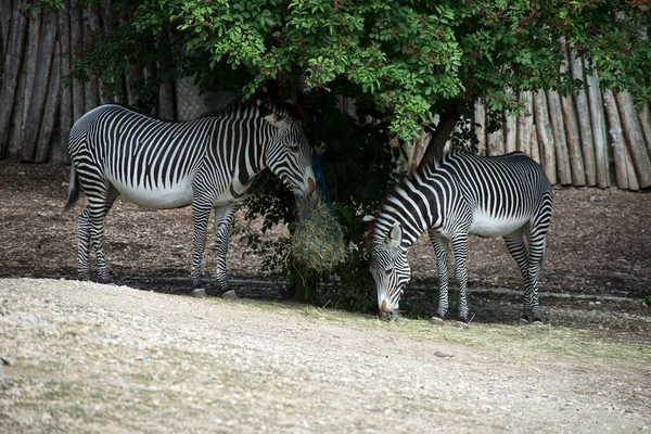 Detail Gambar Zebra Makan Rumput Hitam Putih Nomer 33