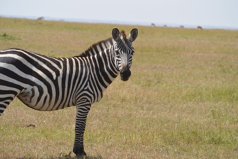 Detail Gambar Zebra Makan Rumput Hitam Putih Nomer 36